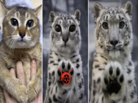 Snow Leopard Paws at You meme image examples.