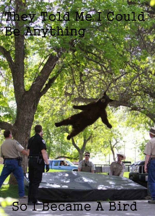 Falling Bear Know Your Meme