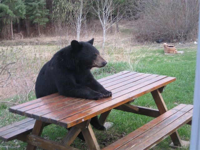 Patient Bear Bear Sitting At Table Know Your Meme