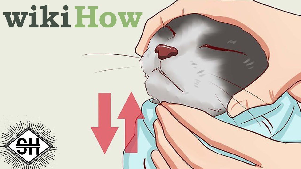 Wikihow Memes