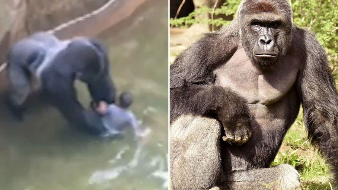 Images of Harambe the Gorilla.