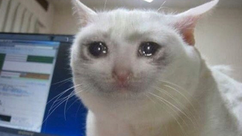 Crying Cat Know Your Meme