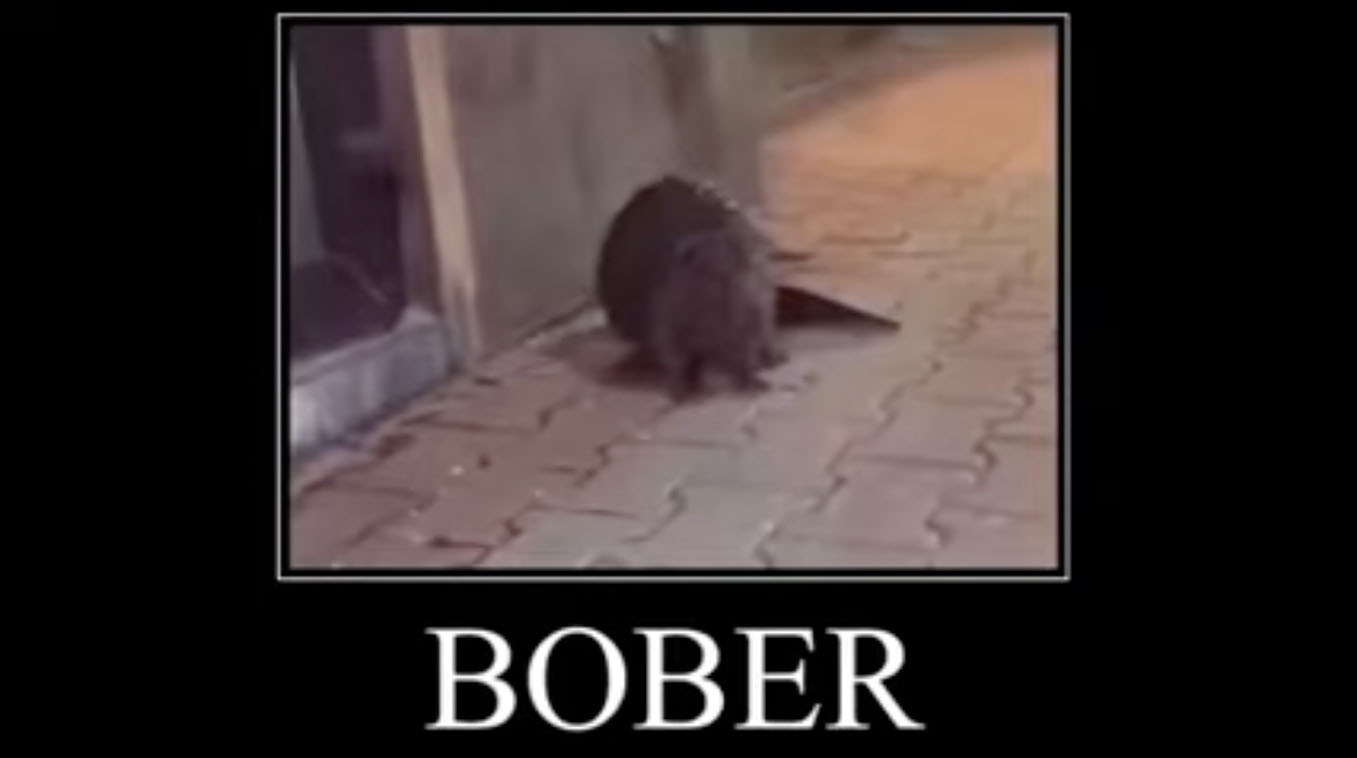 What Does Kurwa B br Mean Polish Beaver Video Memes Explained Know 