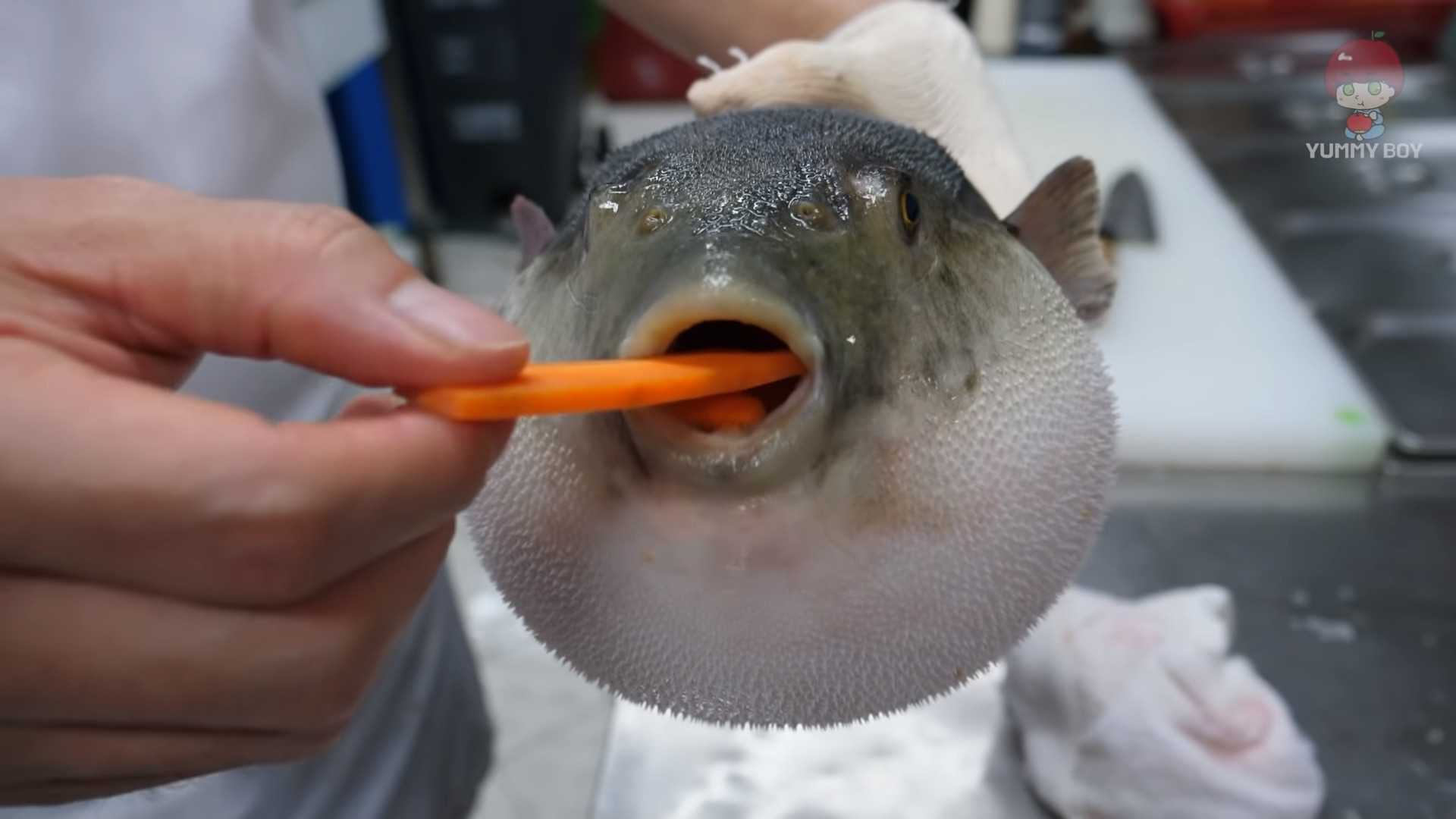 Puffer fish eating a carrot