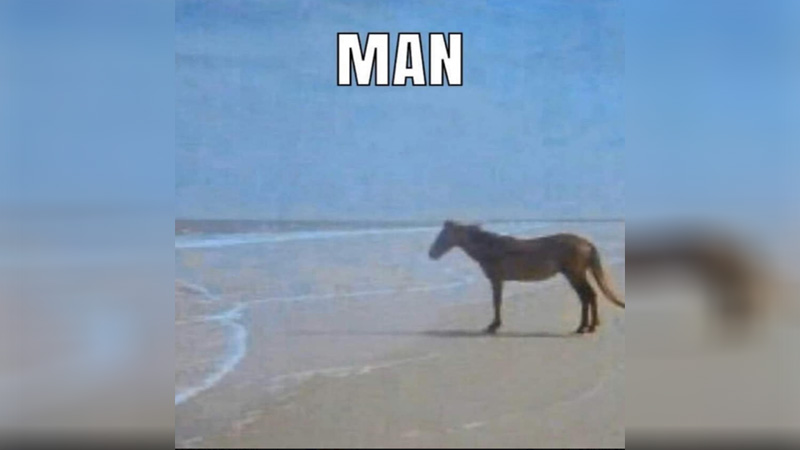 Image of the horse staring into the distance, captioned "MAN"