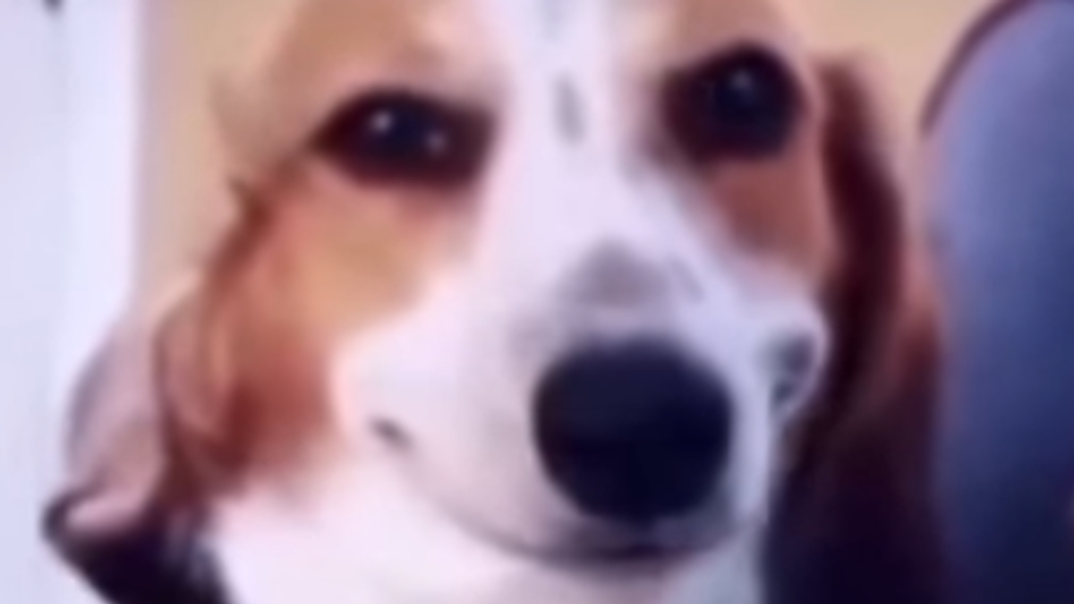 Smiling Dog Face Meme