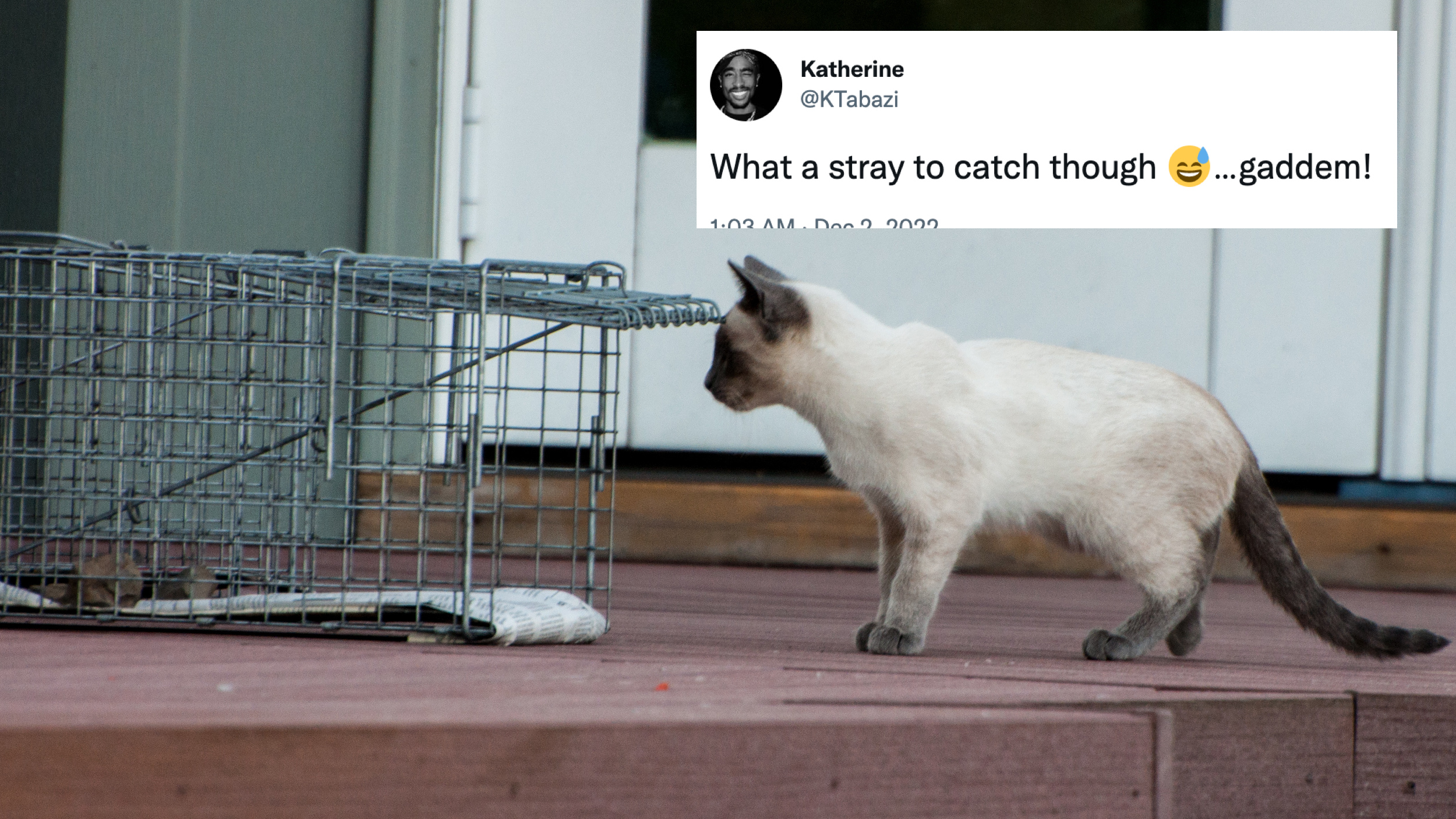 Catching Strays Slang Trending Videos Gallery Know Your Meme