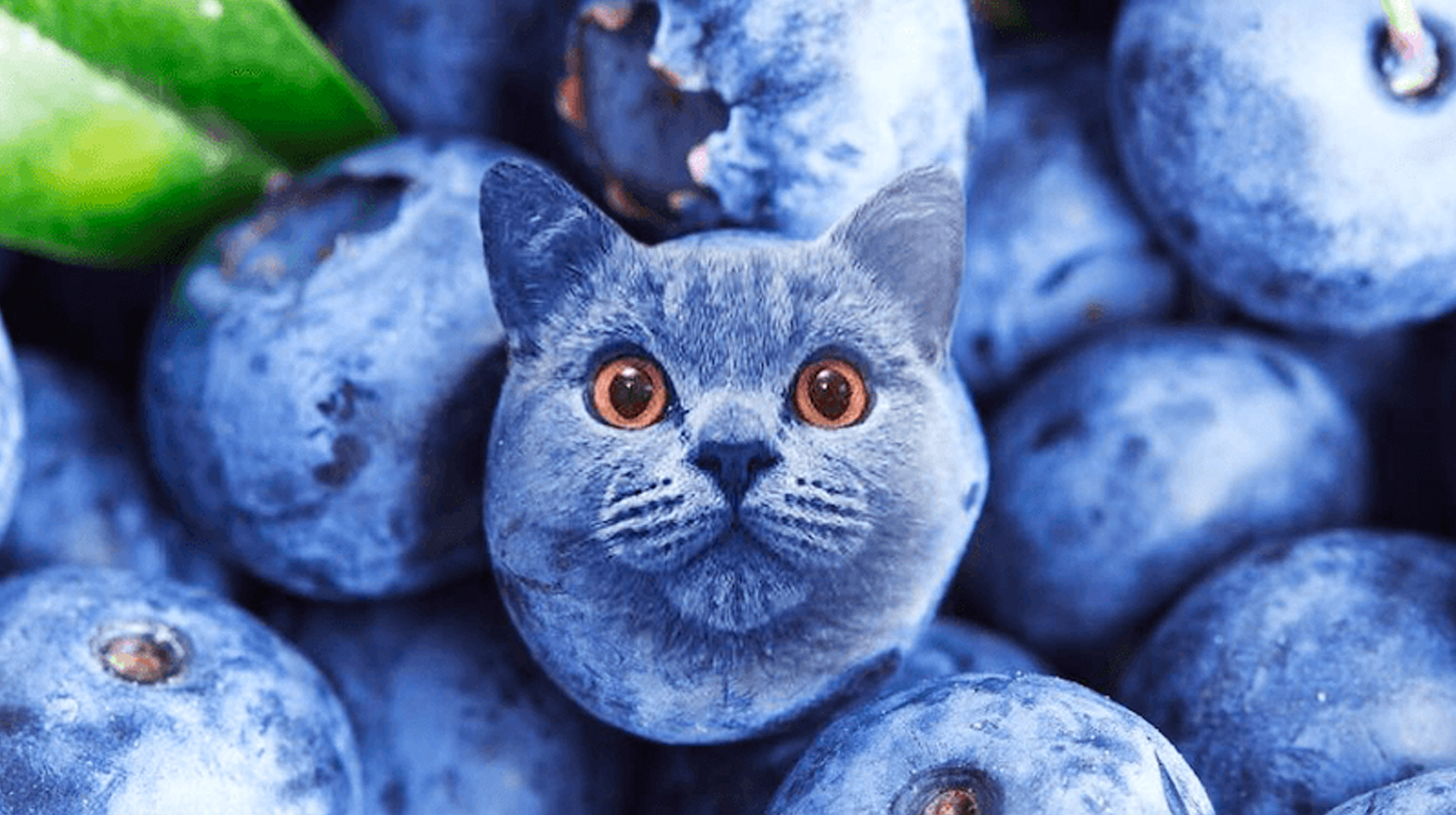 Blueberry Cat Trending Videos Gallery Know Your Meme
