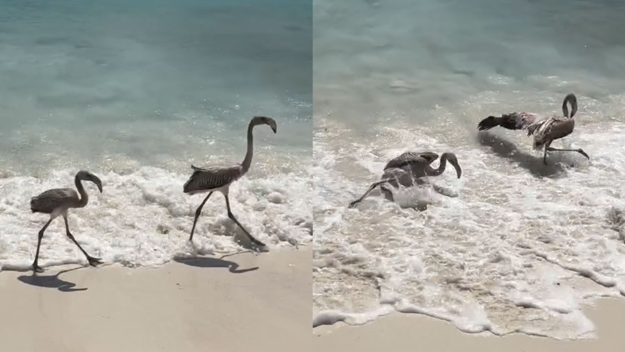 Birds Knocked Over by Wave meme.