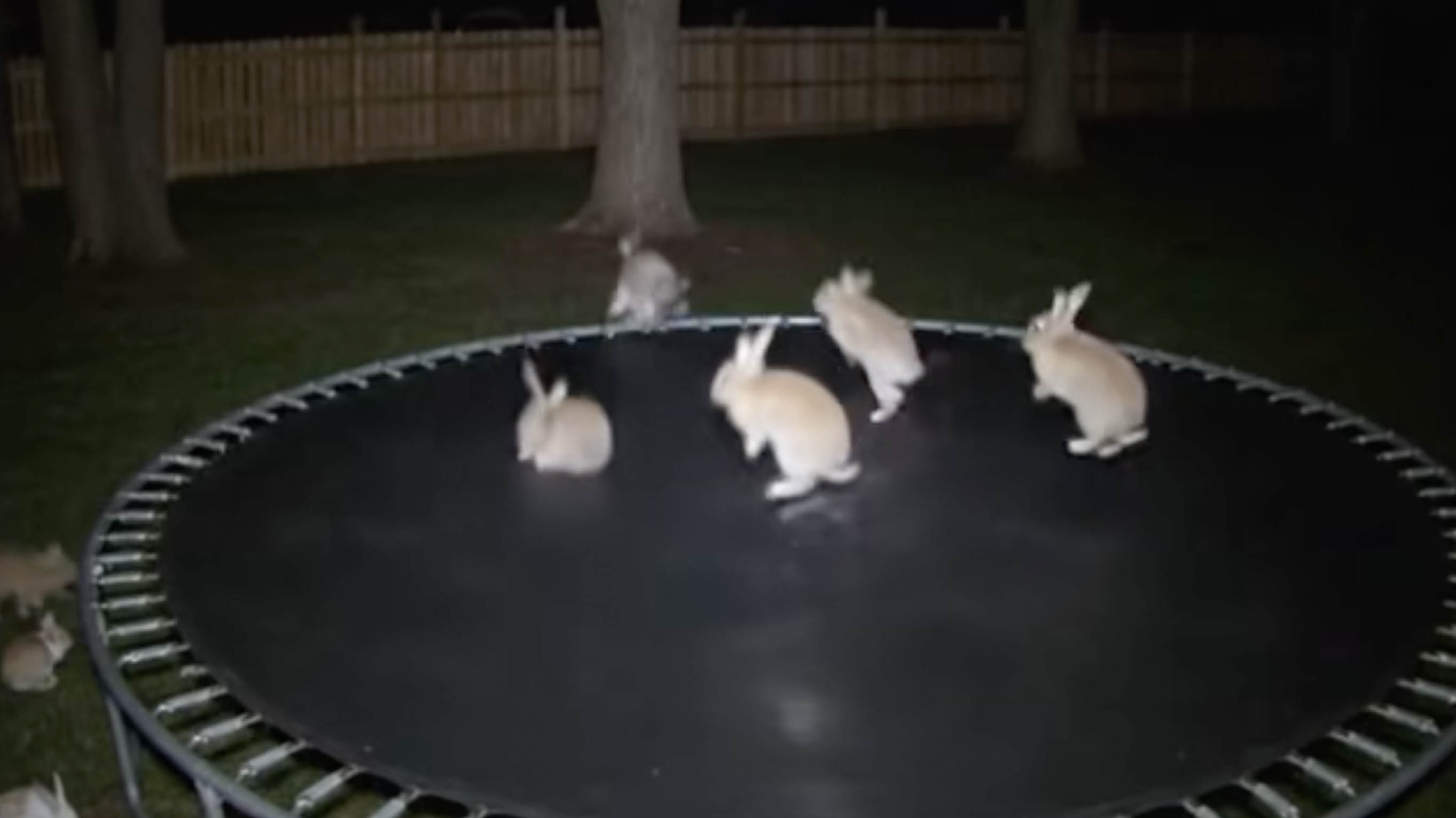 AI Bunnies Jumping on a Trampoline Video image example.