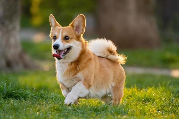 its the corgi meme