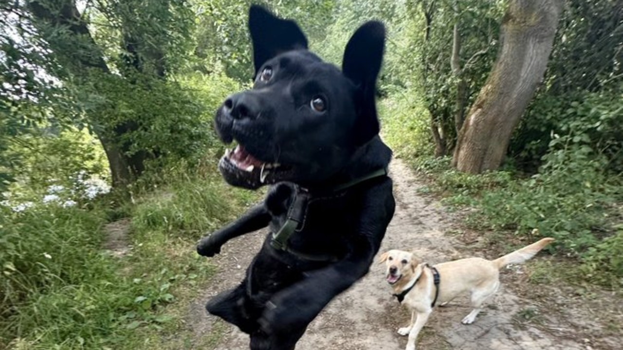 Jumping Dog / Black Lab Tink meme.