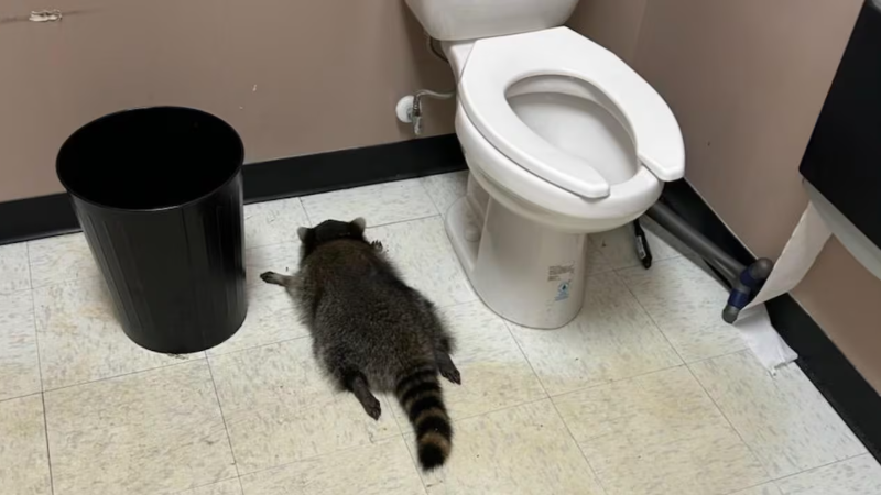 Cole, The Masked Bandit / The Drunk Raccoon