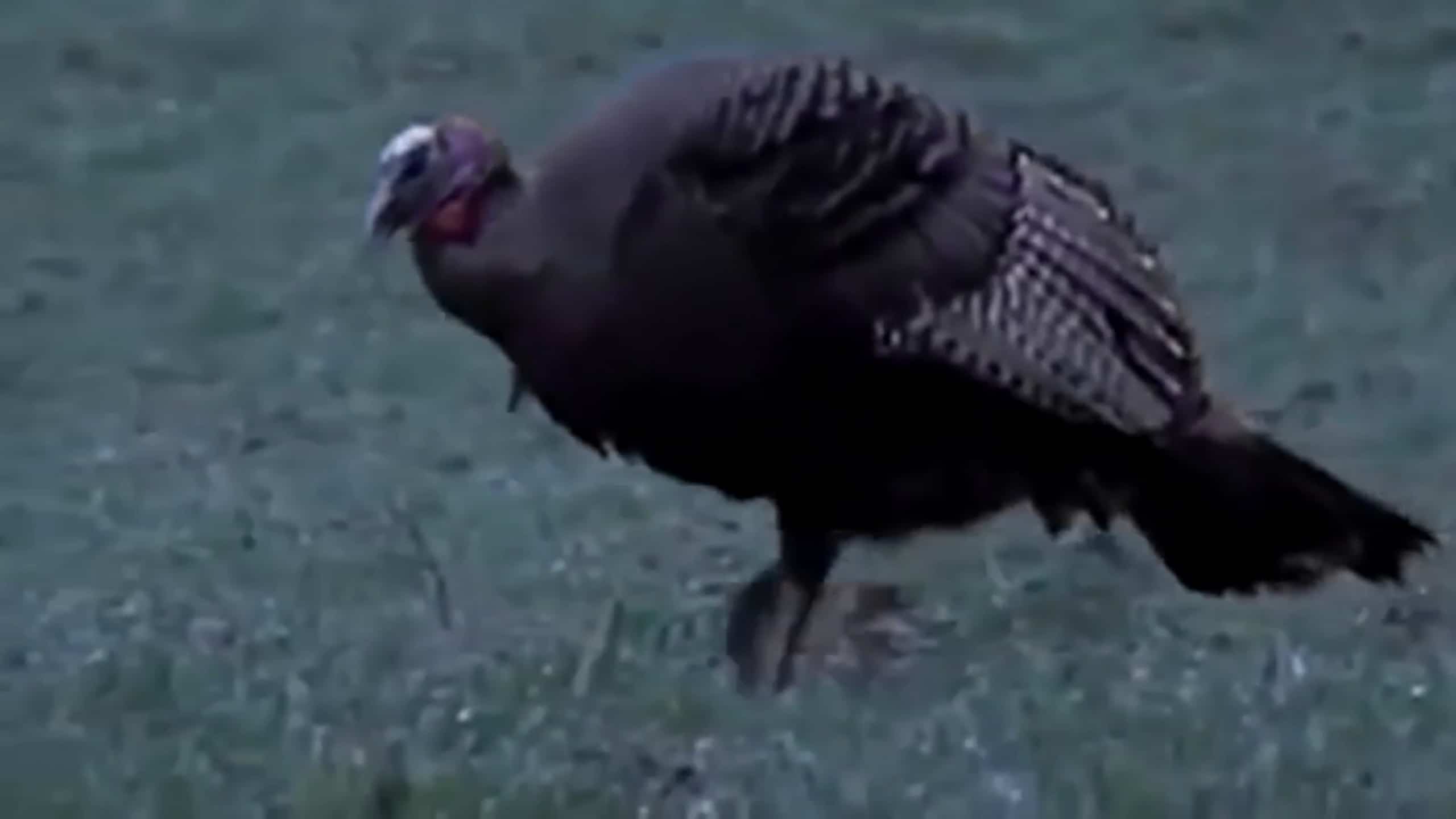 La dinde noire / The Black Turkey (Céline Poulin)