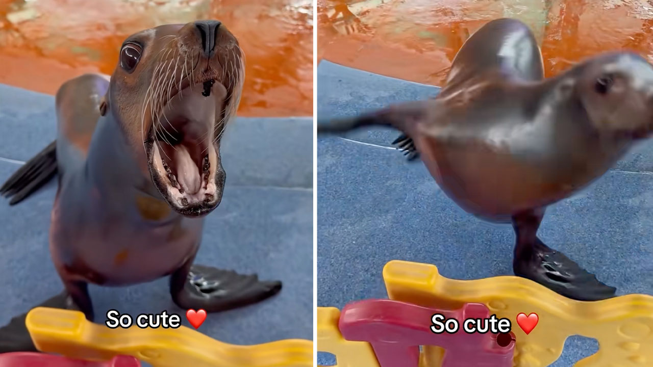 Marcus / Xiao Xiao the Sea Lion image examples.