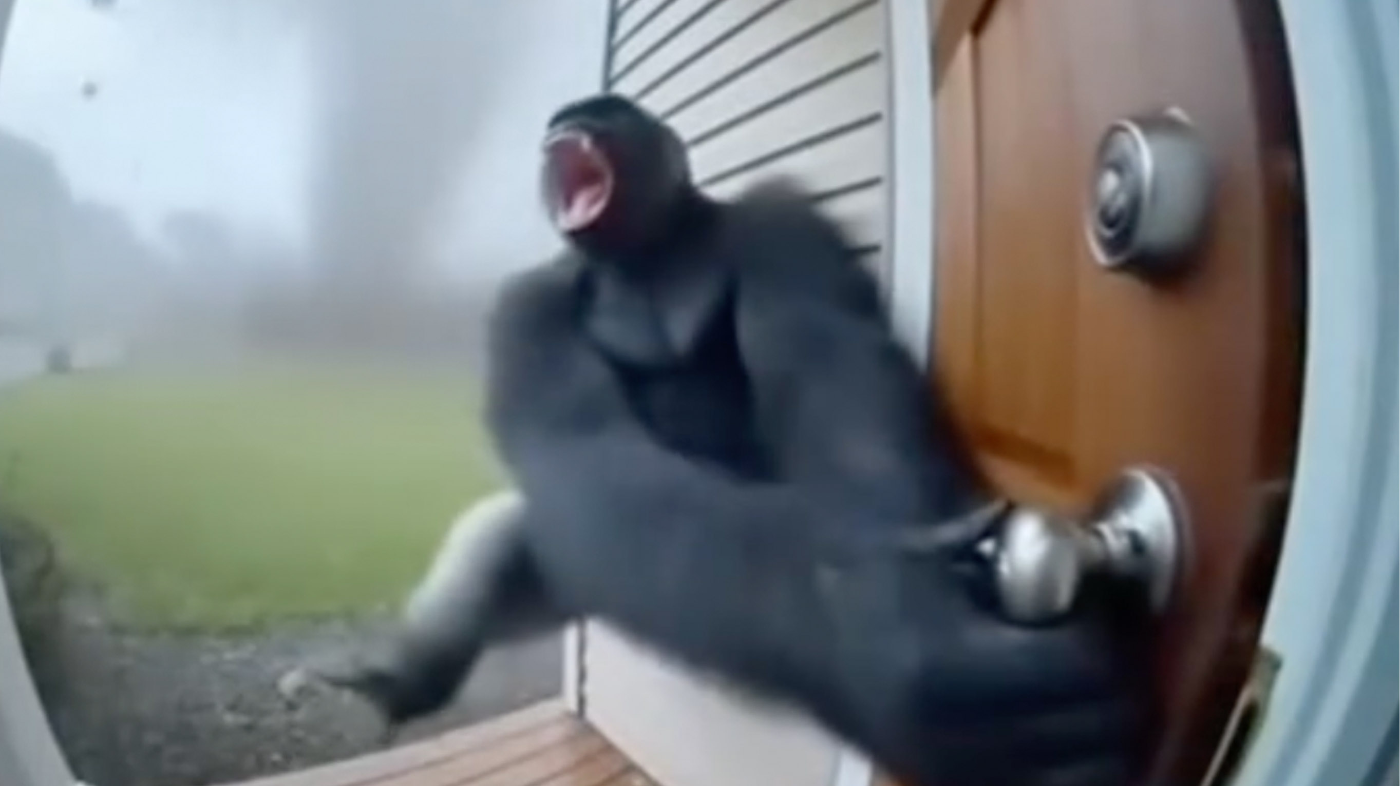 Monkey Flying Into Tornado AI GIF and meme.