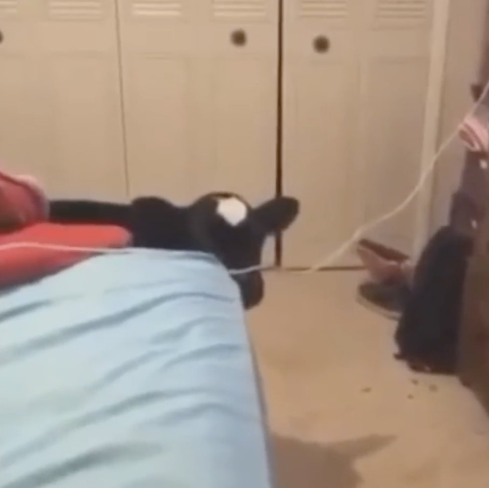 Stop Eating The Cord