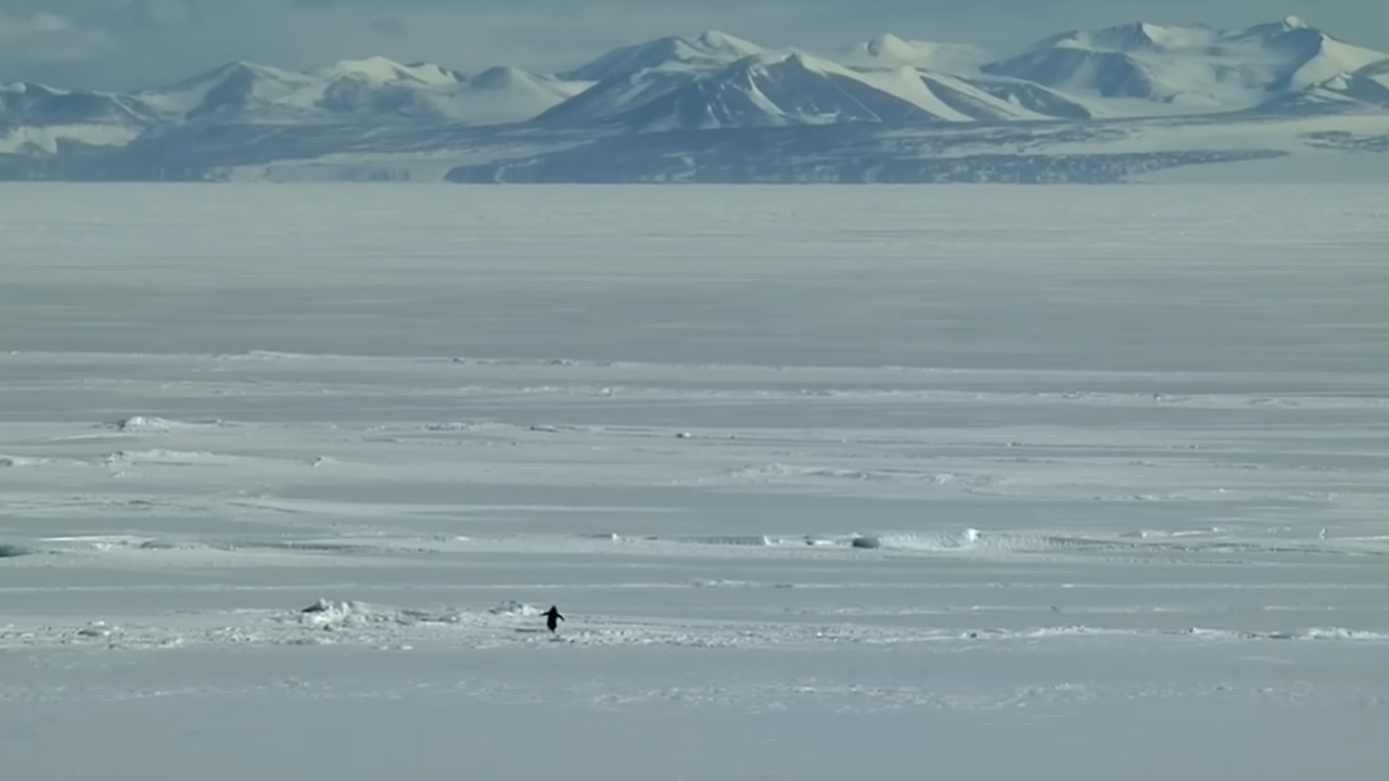 Penguin Mountain / Lonely Penguin meme depicting a penguin walking alone in the snow toward mountains.