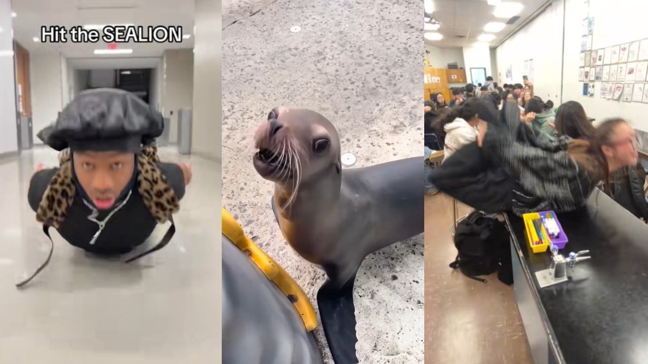 Everybody Hit the Sea Lion meme and trend example images.