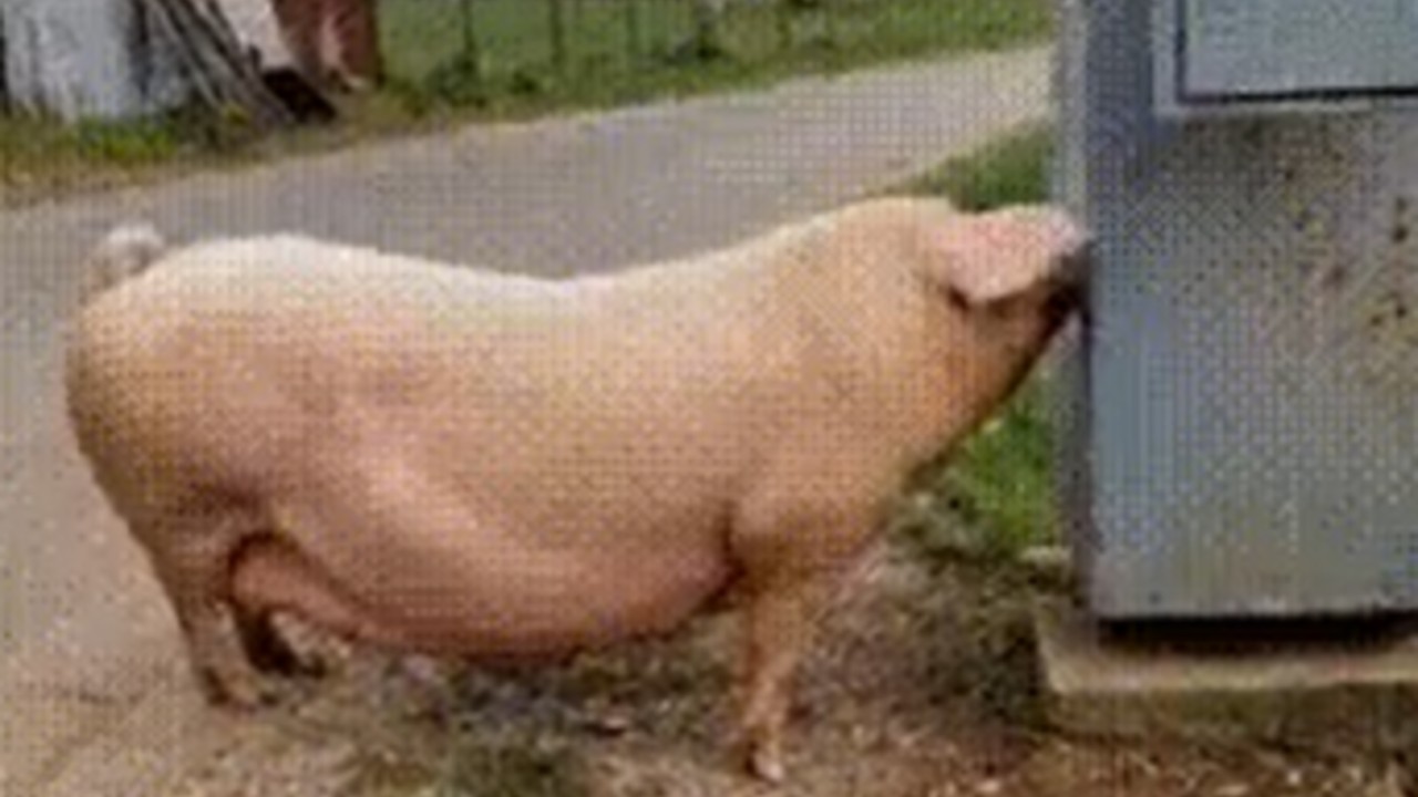 Pig Electrocuted GIF / Exploding Pig