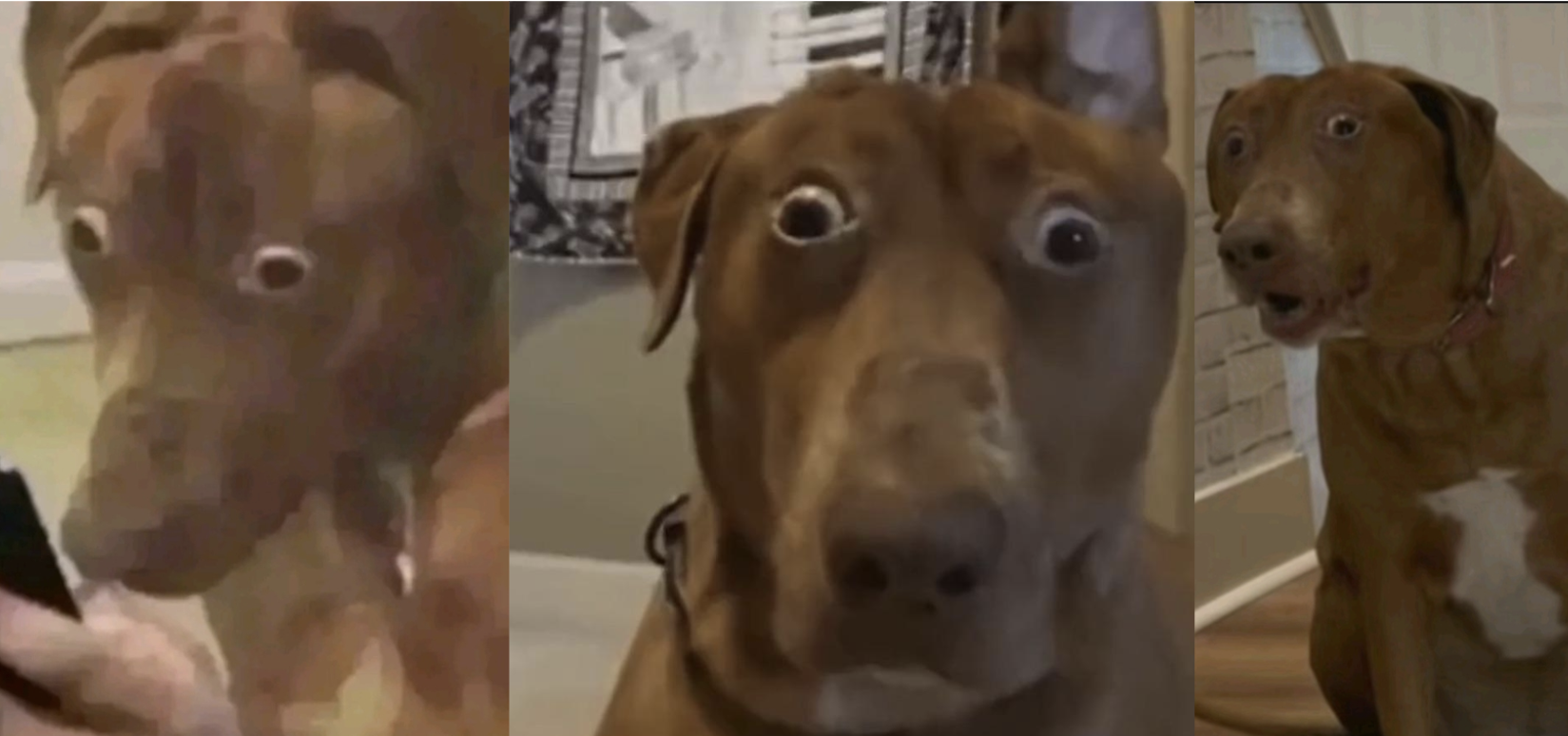 Where Ddid These Scared Dog Reaction Images Come From? Belle The Dog Reactions Explained