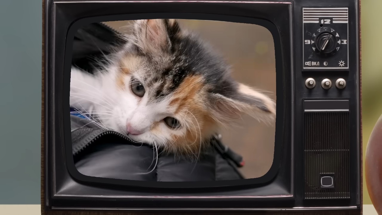 The Annoying Orange's 'Baby Kittens Without Mommies' Scene Becomes An Appropriately Annoying Meme