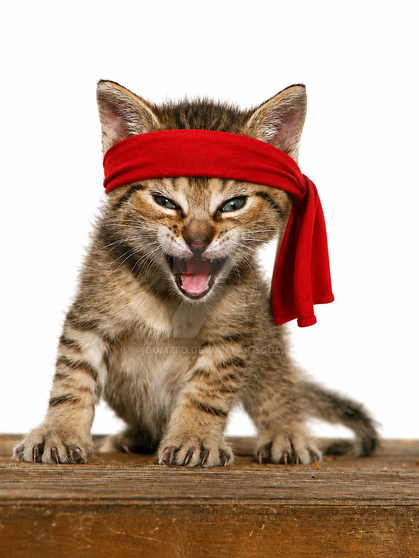 Rambo Kitten