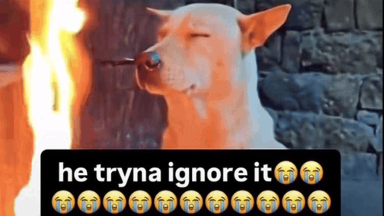 Dog 'Tryna Ignore It' Inspires Memes About Doing Your Hardest To Ignore An Obvious Flaw In Someone