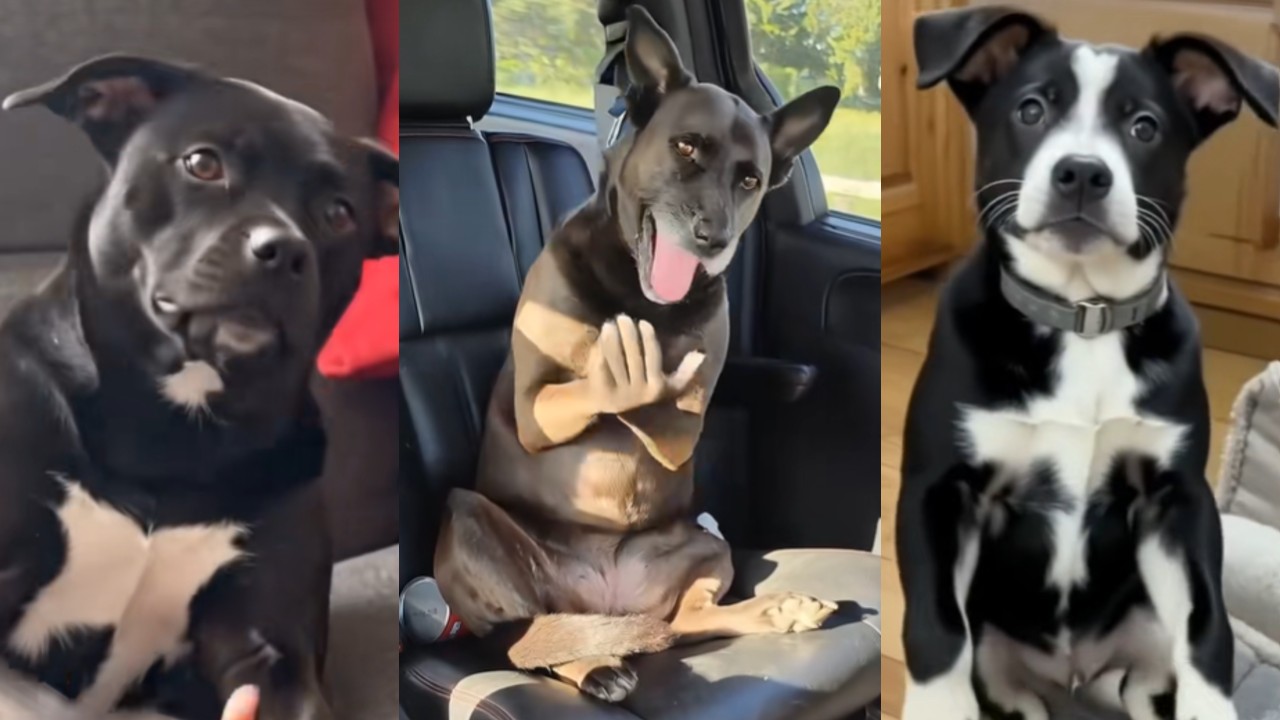 If You Grab Me I'mma Bite You AI Dog Video Trend and meme image examples.