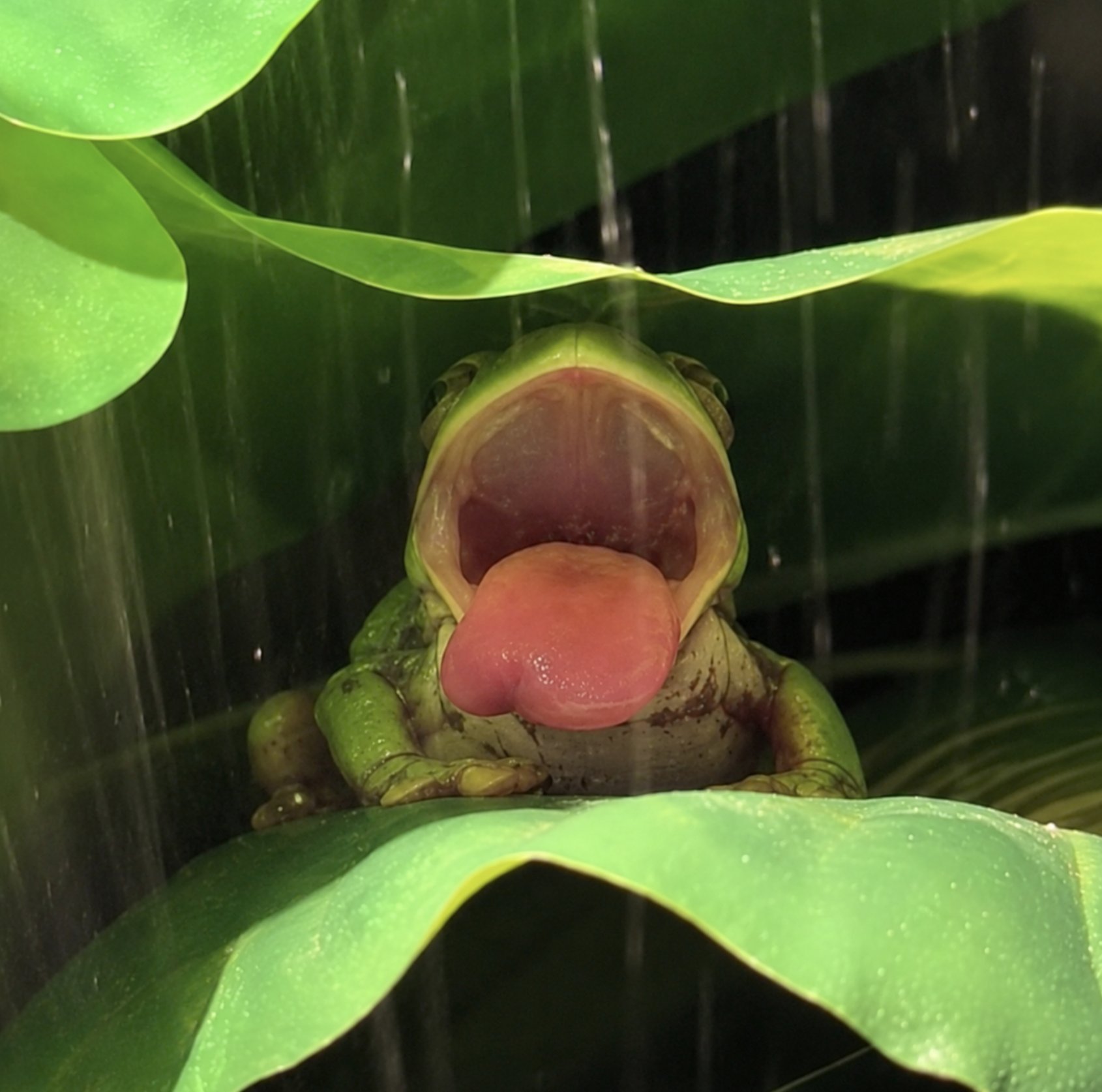 Gus The Coconut Frog