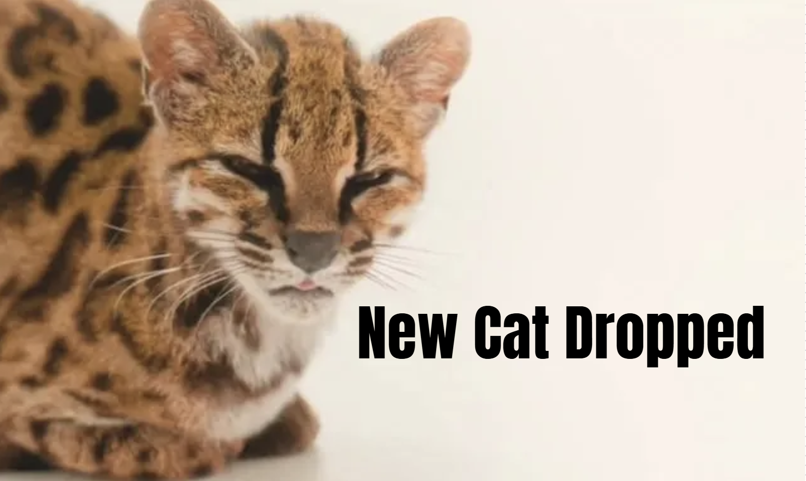 Tilcayo / New Cat Dropped