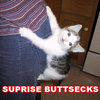 kitten hanging from the back of a person's jeans and a caption that reads "surprise buttsecks"