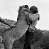 Christian the Lion