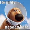 Cone of Shame