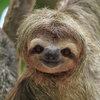 Sloths face of a Sloth