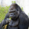 Shabani the Gorilla