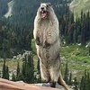 Screaming Marmot