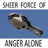 This Bird Keeps Itself In The Air By Sheer Force Of Anger Alone