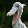 Shoebill Stork