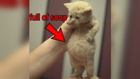 Full Of Soup Cat Is Full Of Soup (And Other Things)