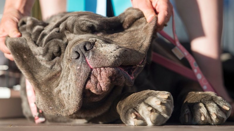 Martha the winner of the World's Ugliest Dog Contest Picture of Martha's owner showing off Martha's huge cheeks.