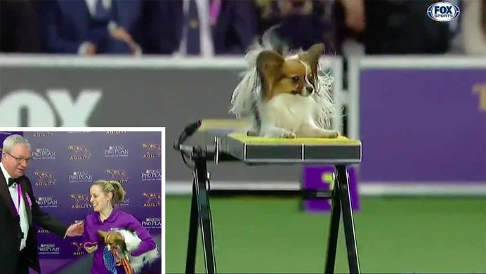 Papillon-8inch-agility-champion