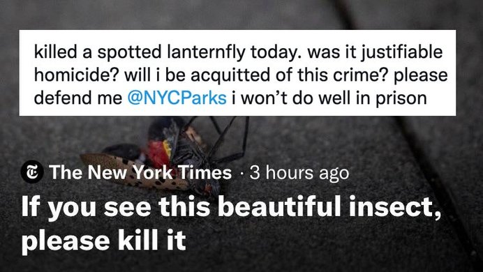 new york times lanternfly article