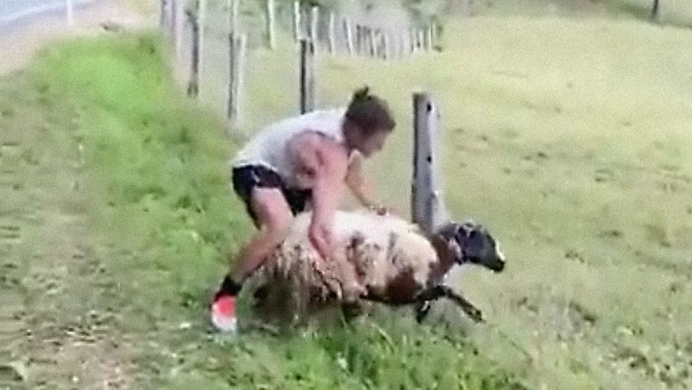 man rescuing sheep