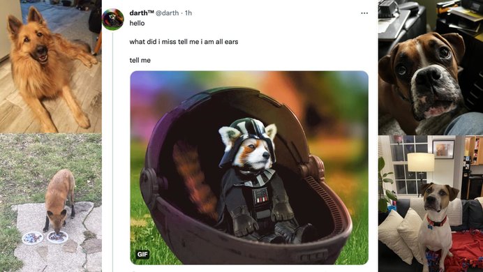 A Tweet from Darth surrounded by three photographs of cute dogs and one of a fox eating from a dog food bowl.
