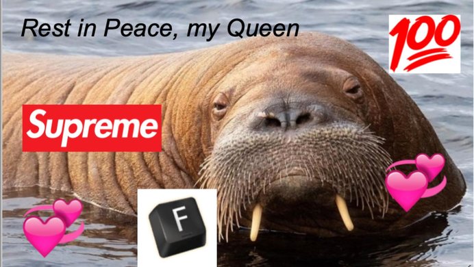 Freya the walrus, surrounded by emoticons and text commemorating her life. 