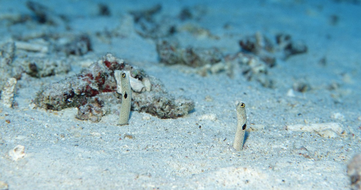 Japanese Aquarium Asks The World To Please FaceTime Its Eels Know