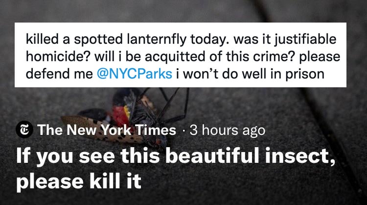 Like Moths To The Flame, Twitter Can't Help But Meme NYC's Lanternfly Invasion