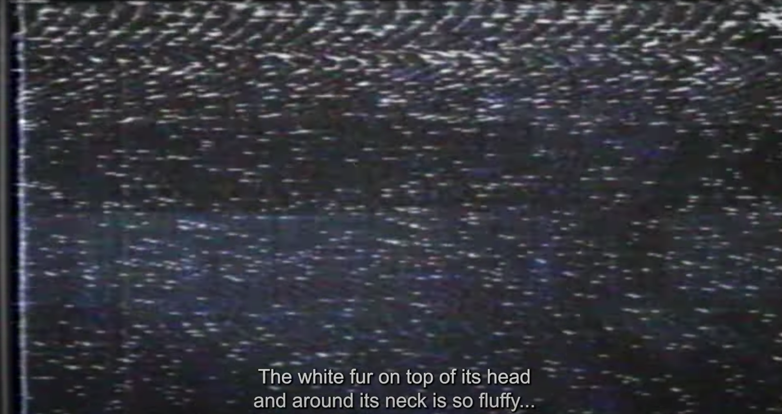 Pokémon Teases 'Legends Arceus' With Short Video In Which It Seems Someone Dies