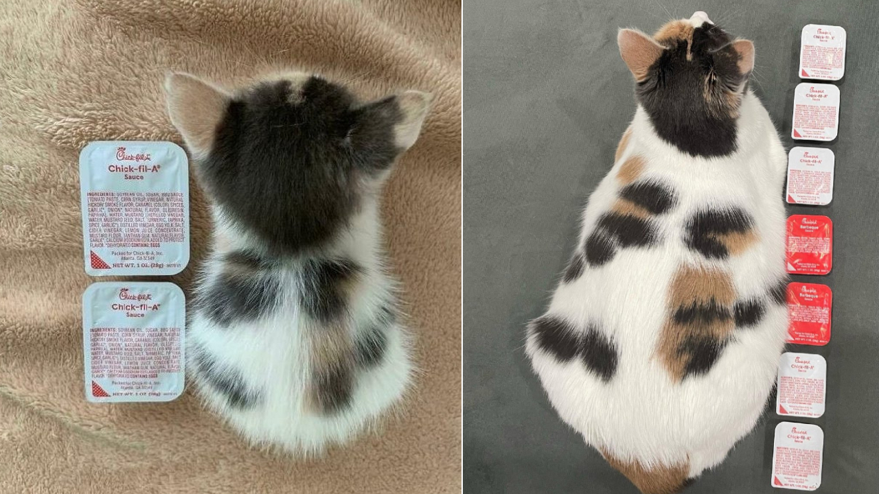 Redditor Shares Final 'Sauce Cat' Update, Boasting An Impressive Length Of Seven Chickfila